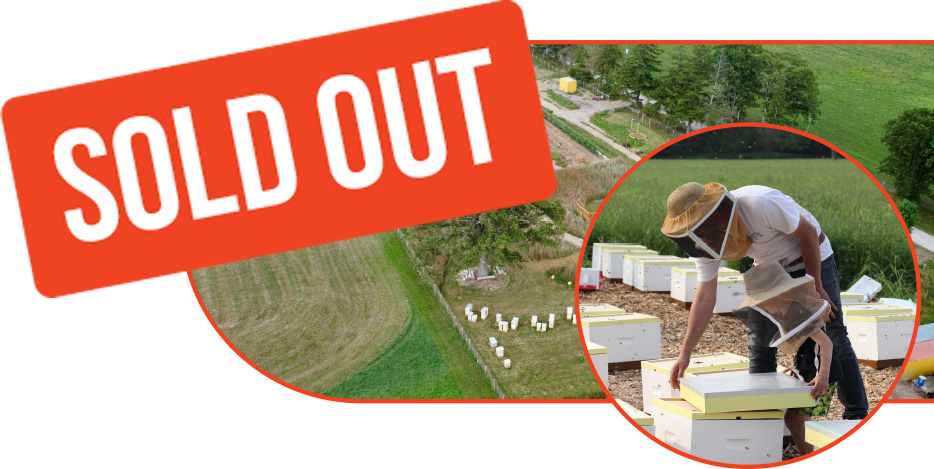 bees-SOLD-OUT